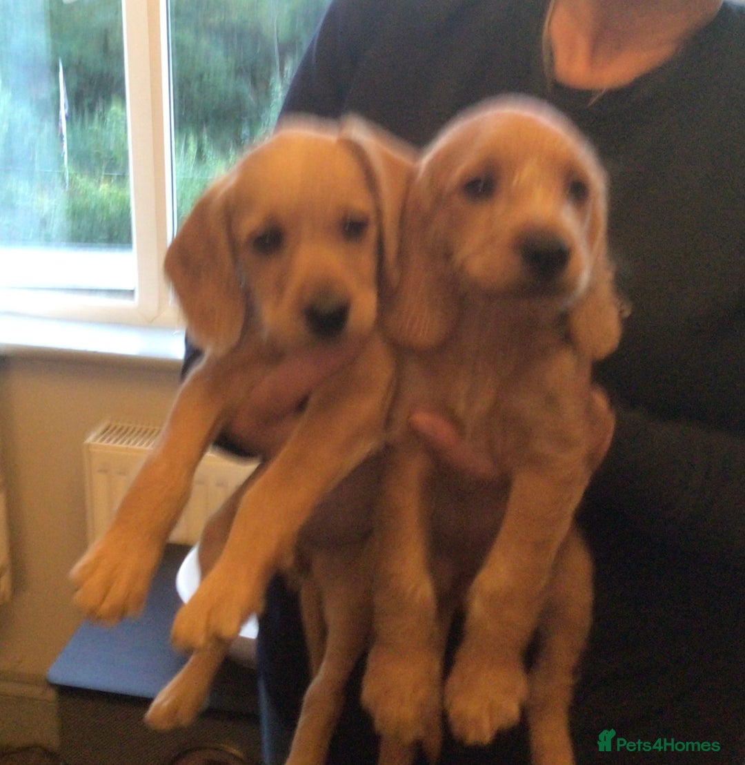 Hungarian Vizsla dogs for sale: VIZSIPOO puppies, Vizsla x Miniature Poodle - Image 1