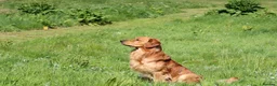 Golden Retriever dogs for stud: Stunning, proven health tested stud dog. - Advert 5