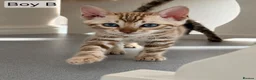 Bengal cats for sale: 🐆 Stunning Bengal Kittens – Gorgeous Rosettes - Advert 6