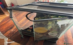 Gecko reptiles for sale: Male Crested Gecko for sale  - Image 6