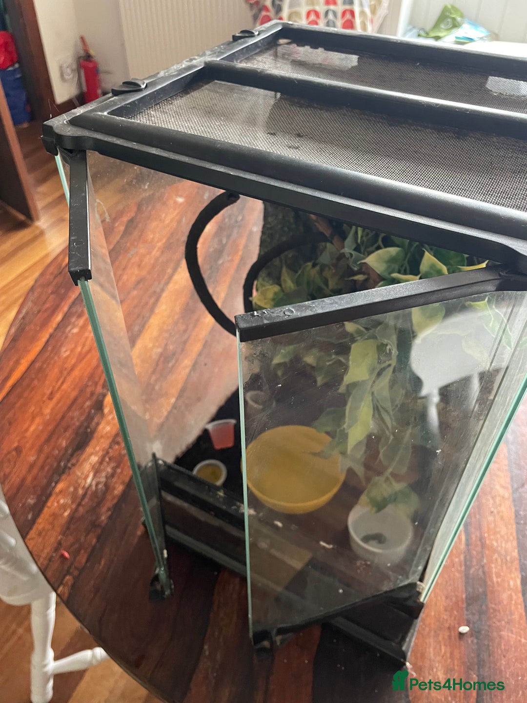 Gecko reptiles for sale: Male Crested Gecko for sale  - Image 6