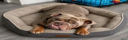 English Bulldog dogs for sale: English bulldog  - Advert 2