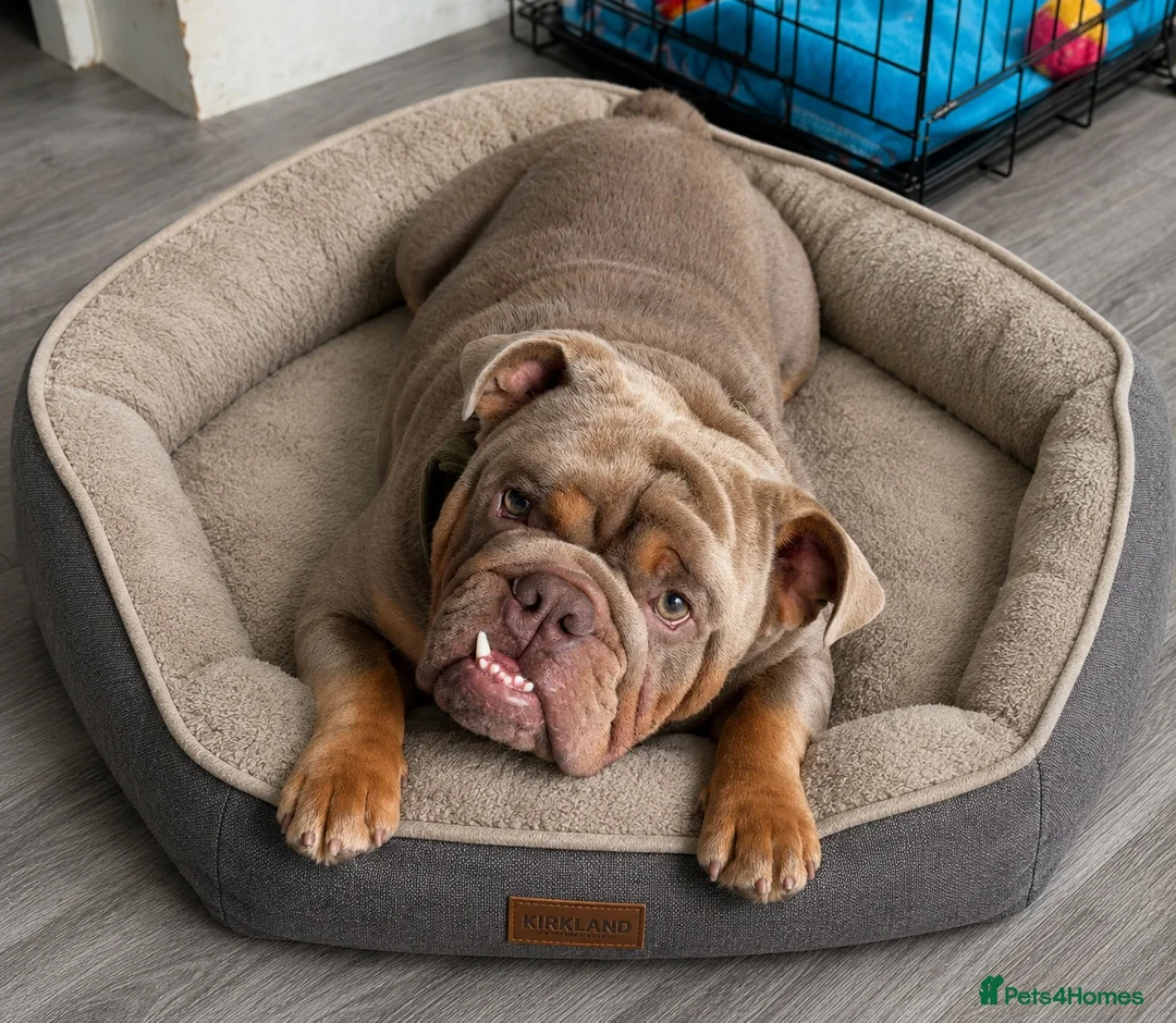 English Bulldog dogs for sale: English bulldog  - Advert 2
