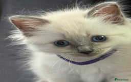 Ragdoll cats for sale: Stunning bluepoint Ragdoll kittens - Image 17