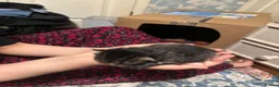 Domestic Shorthair cats for sale:  Tabby female cat with her four kittens for sale. - Advert 6