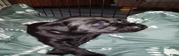 Labrador Retriever dogs for sale: Gorgeous  labrador retriever puppies for s in Durham - Advert 19