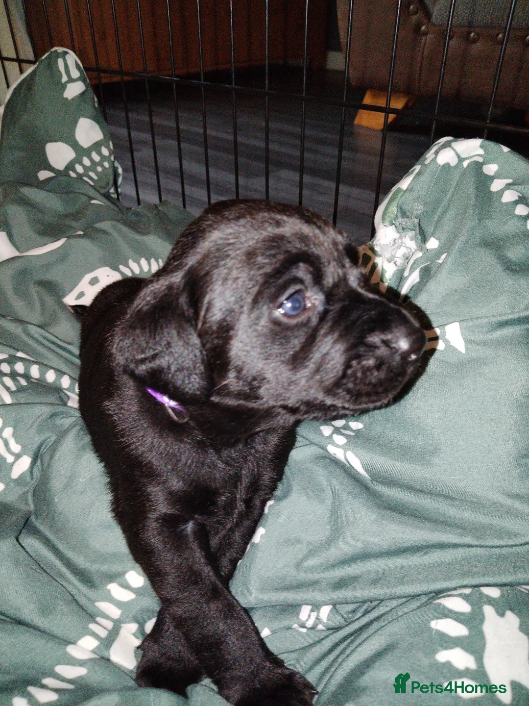 Labrador Retriever dogs for sale: Gorgeous  labrador retriever puppies for s in Durham - Advert 19