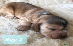 Cocker Spaniel dogs for sale: Show Type Health Tested, KC Reg puppies  - Image 18