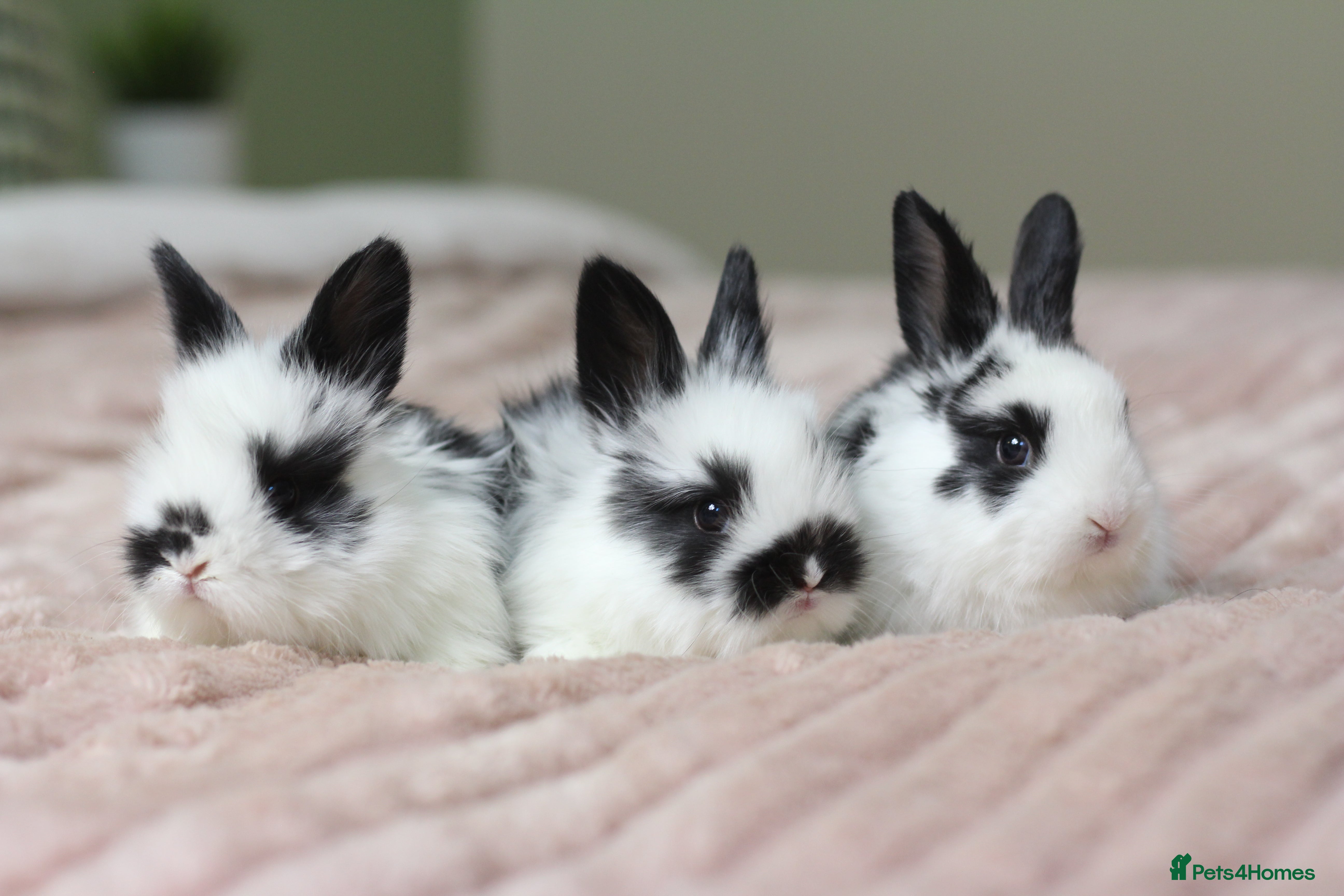 Angora rabbits Angora X bunny rabbits  - Advert 4