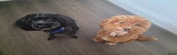 Cockapoo dogs for sale: 2 boy cockapoos left - Advert 4