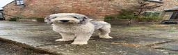 Sheepadoodle dogs for sale: Midi Size Sheepadoodle Medium  - Advert 4