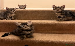 Bengal cats for sale: 4 Bengal cross kittens - Image 11