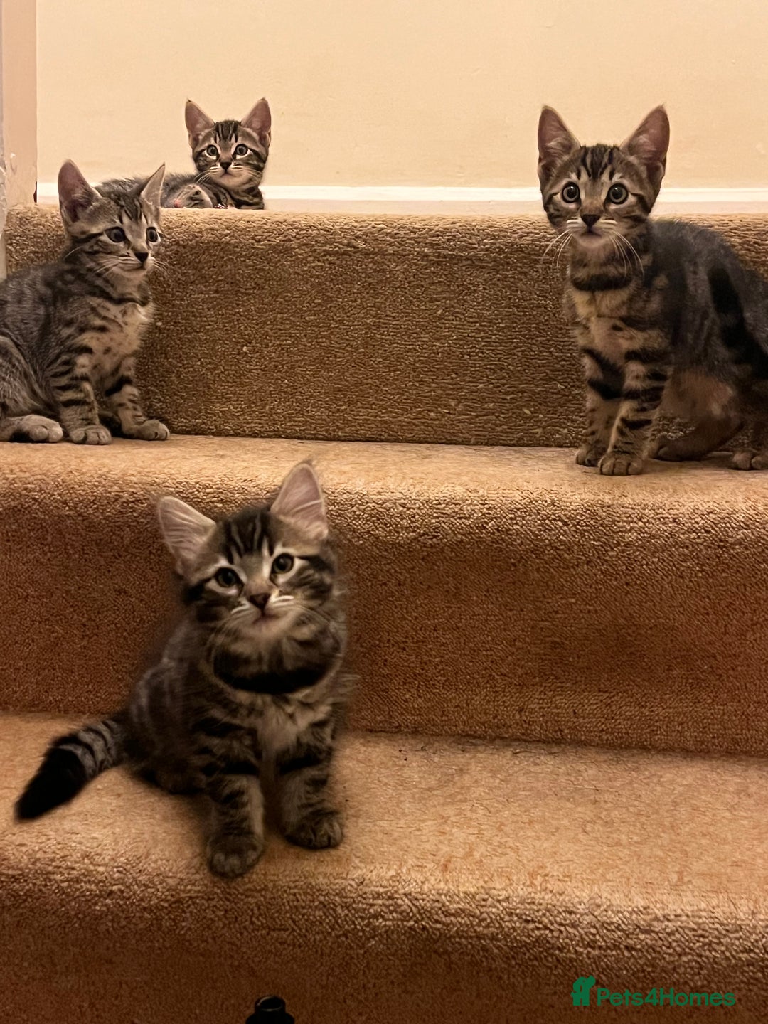 Bengal cats for sale: 4 Bengal cross kittens - Image 11