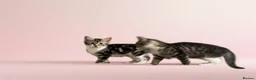 Mixed Breed cats for sale: Kitten  in Kirkcaldy - Advert 2
