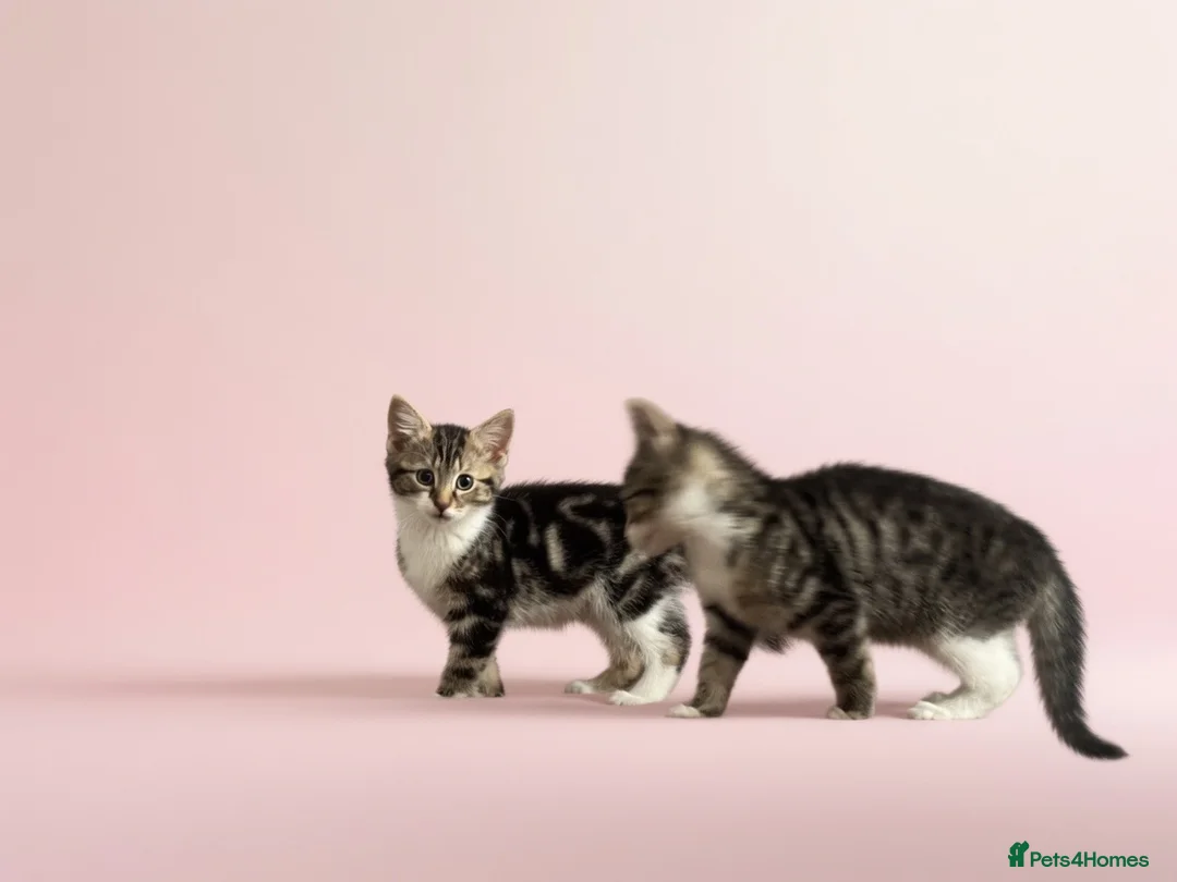 Mixed Breed cats for sale: Kitten  in Kirkcaldy - Advert 2