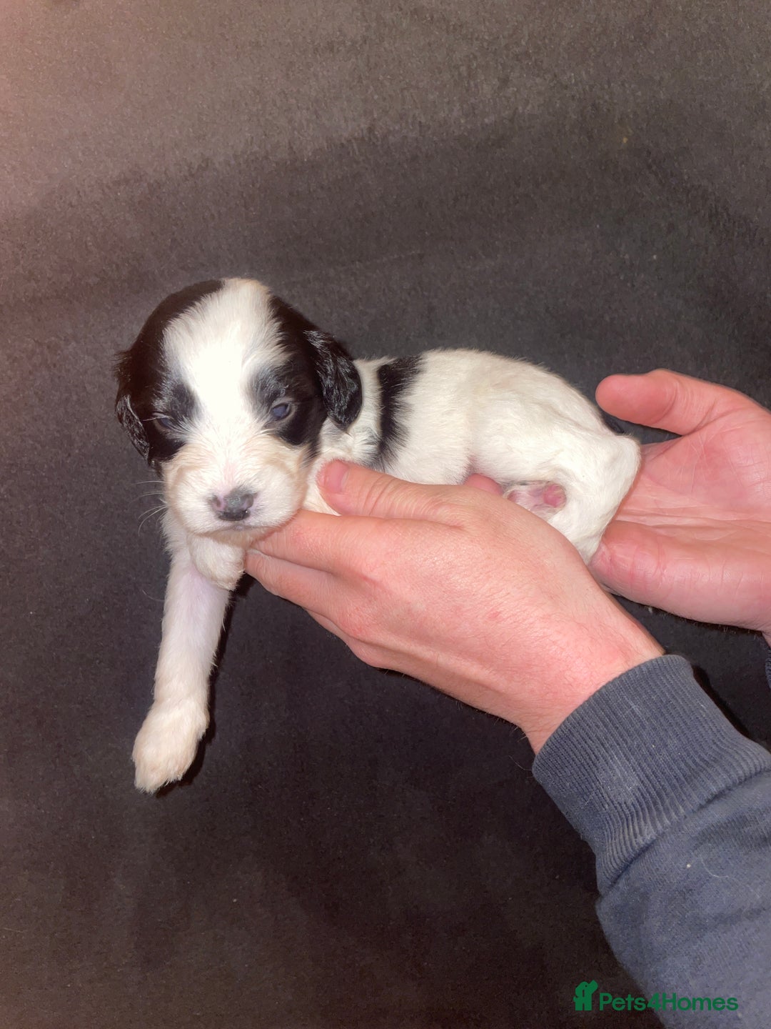 Mixed Breed dogs for sale: Gorgeous Sprockador puppy’s for sale - Image 10