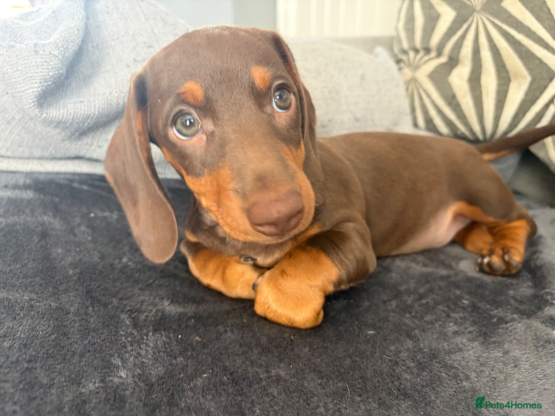 Miniature Dachshund dogs Last 2 remaining Ready for there Forever homes - Advert 5