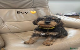 Mixed Breed dogs for sale: F1 MINI SCHNOODLE PUPPIES READY NOW - Image 13