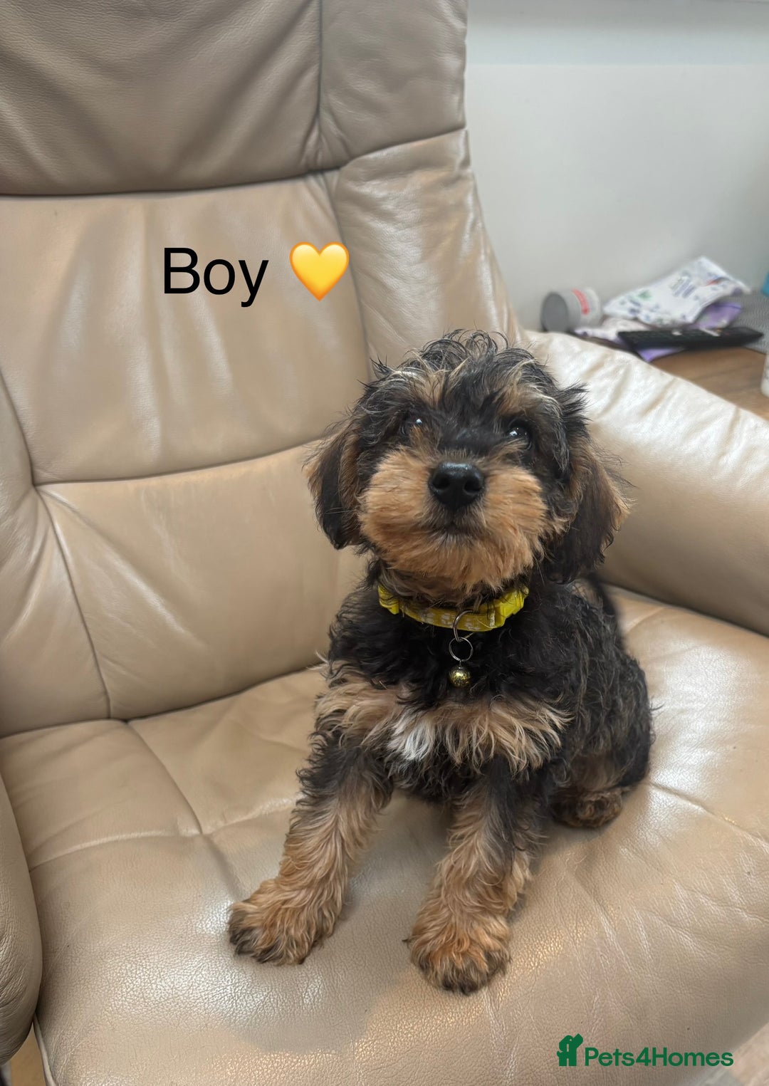 Mixed Breed dogs for sale: F1 MINI SCHNOODLE PUPPIES READY NOW - Image 13