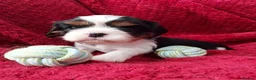 Cavalier King Charles Spaniel dogs for sale: GREAT QUALITY CKCS/DWKC REG/ DNA  in Wellingborough - Advert 8