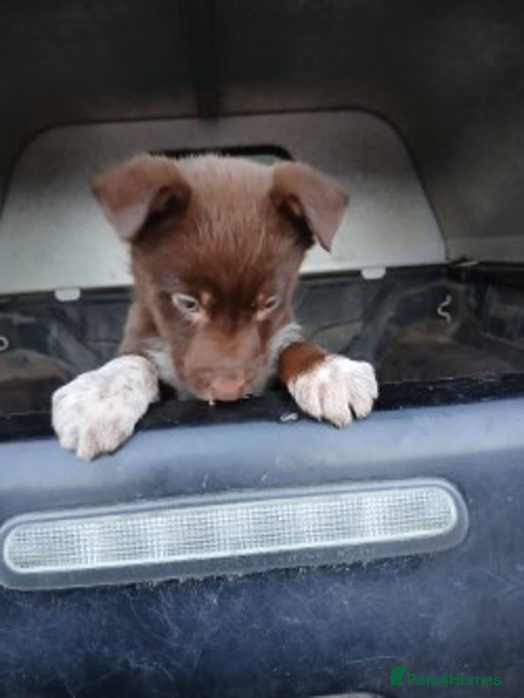 Mixed Breed dogs for sale: brown collie puppies (1 black) - Advert 13