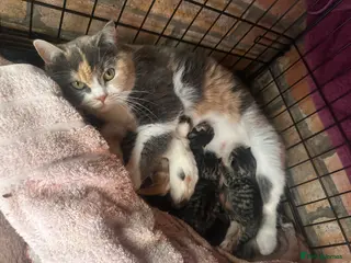 Mixed Breed cats 6 kittens British short hair mix - Advert 3