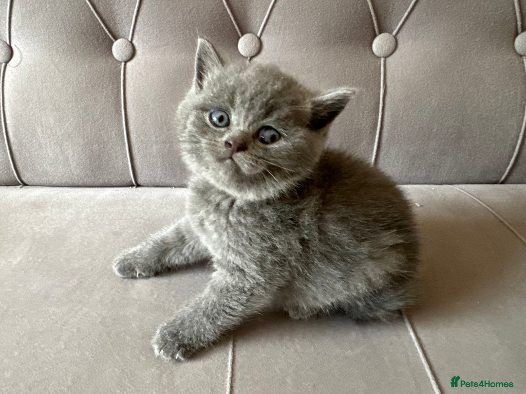 Scottish Fold cats for sale: Adorable Scottish Fold & Straight Kittens 💕🐾 - Image 18