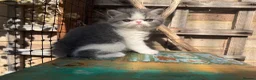 Exotic cats for sale: Outstanding Exotic Shorthair Kittens - Advert 11