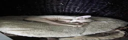 Sphynx cats for sale: Beautiful pedigree sphynx kitten HCM clear parents - Advert 19