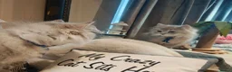 British Longhair cats for sale: Cinnamon bi colour, blue golden  - Advert 3
