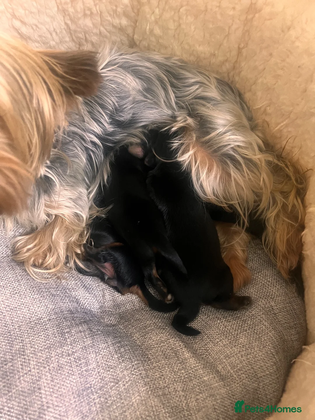 Yorkshire Terrier dogs for sale: Yorkshire terrier puppy  - Advert 11