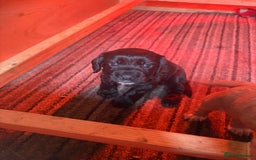 Cocker Spaniel dogs for sale: Four beautiful cocker spaniel girls - Advert 5