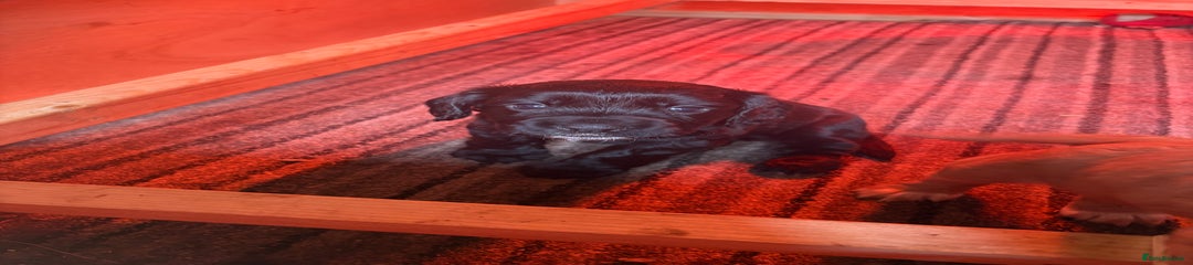 Cocker Spaniel Puppy 4