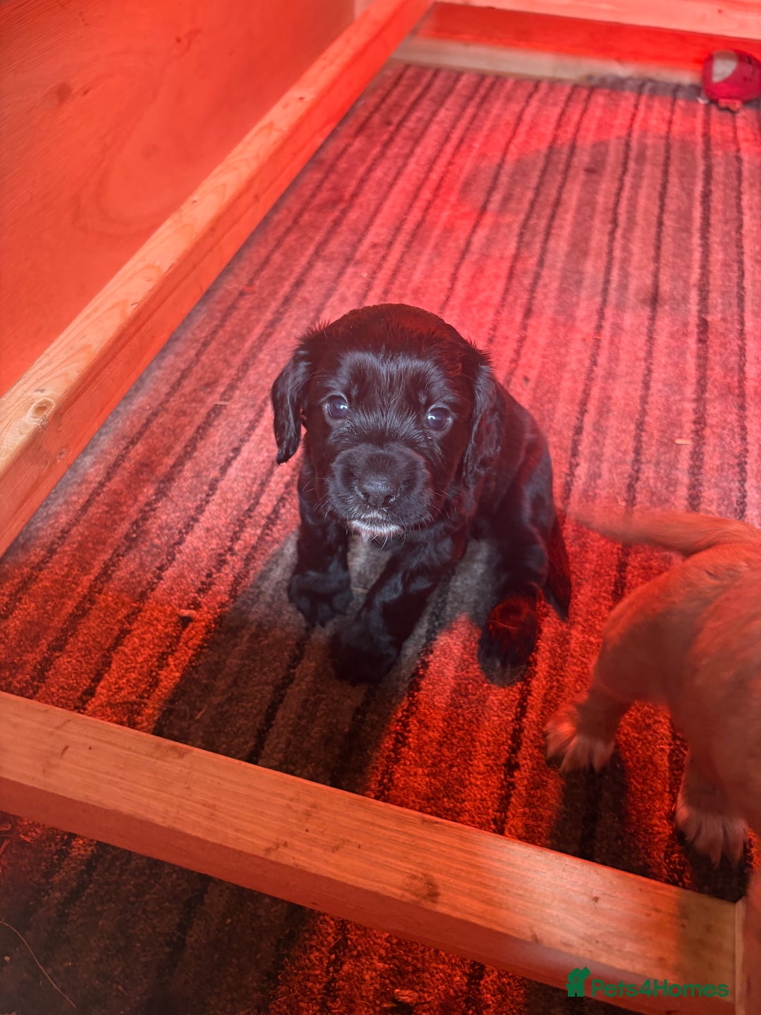 Cocker Spaniel dogs for sale: Four beautiful cocker spaniel girls - Advert 5