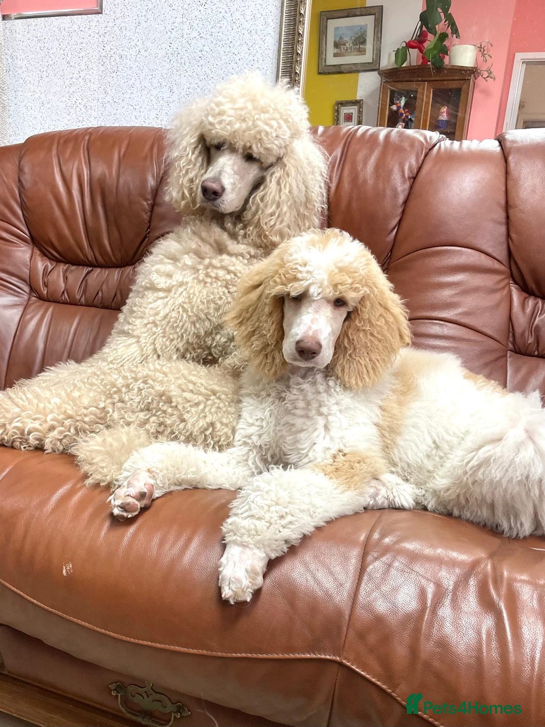 Standard Poodle dogs for sale: Standard Poodle Girl Available Apricot&White Parti - Image 12