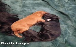 Cockapoo dogs for sale: Cokapoo pups - Image 6