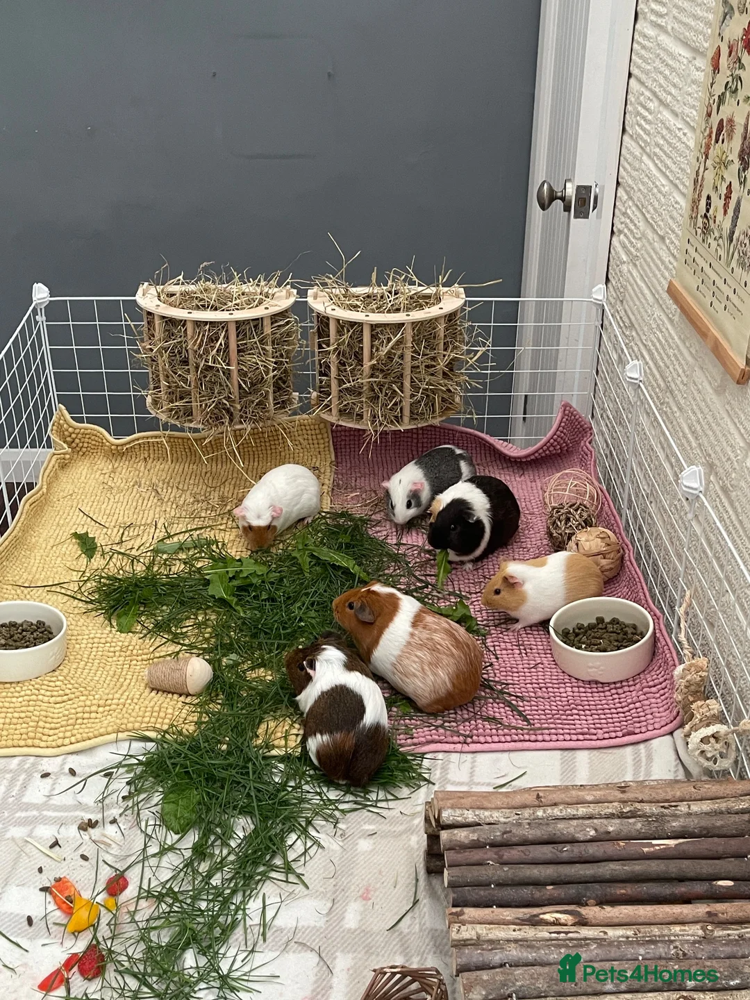 Guinea Pig rodents for sale: 2 pairs of female guinea pigs  - Advert 1