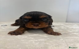 Cavalier King Charles Spaniel dogs for sale: BOYS chocolate cavaliers 🐶🍫 - Image 4
