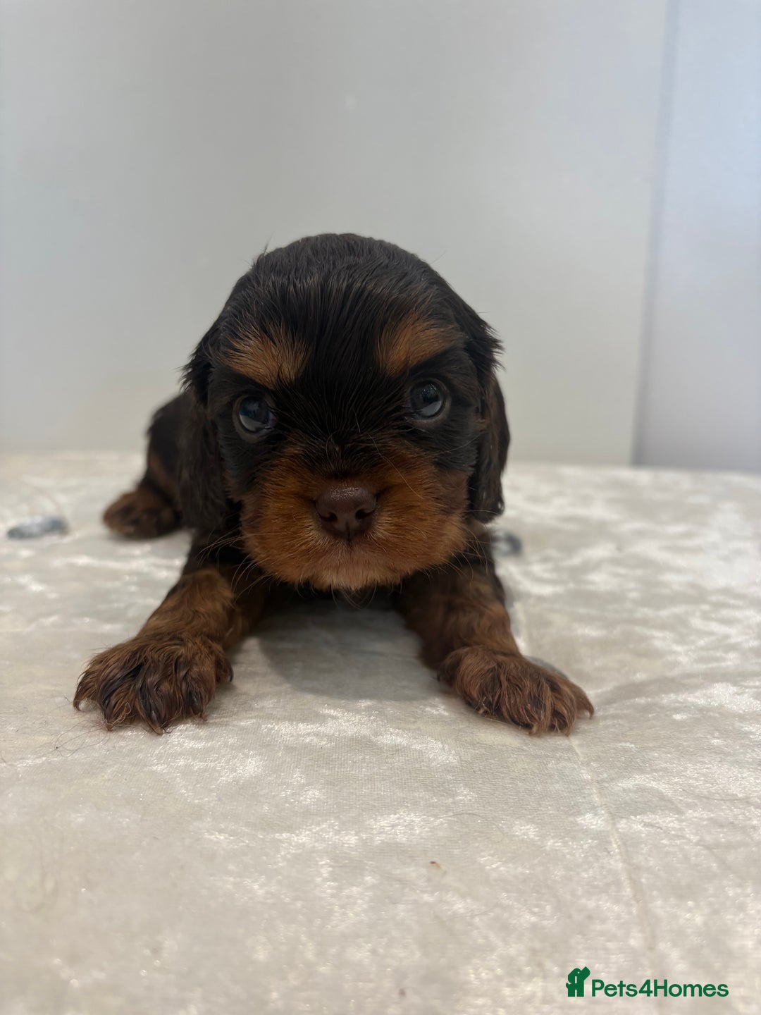 Cavalier King Charles Spaniel dogs for sale: BOYS chocolate cavaliers 🐶🍫 - Image 4