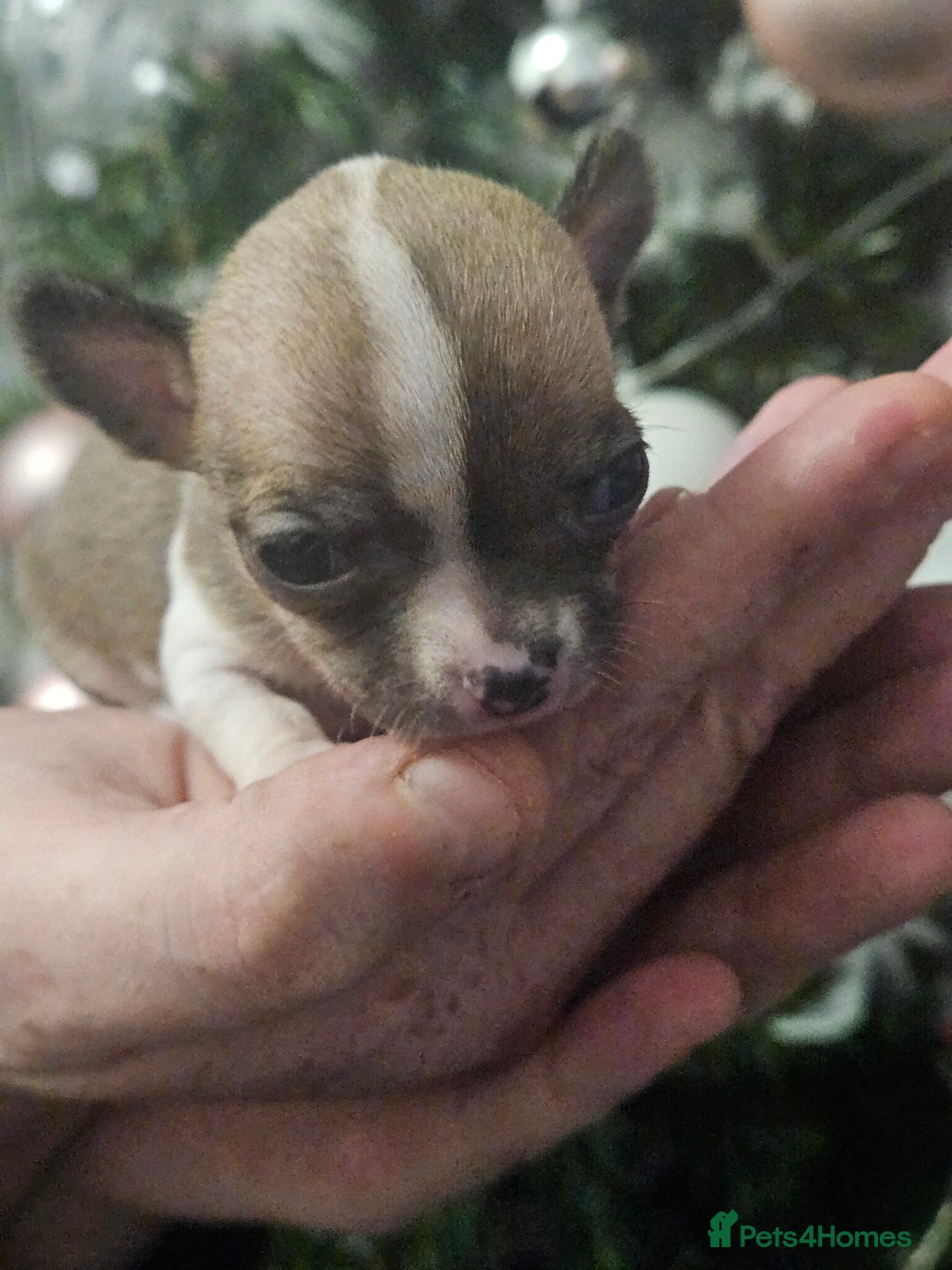 Chihuahua dogs for sale: Adorable Chihuahuas - Advert 4