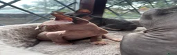 Sphynx cats for sale: 3 Sphynx kittens - Advert 10