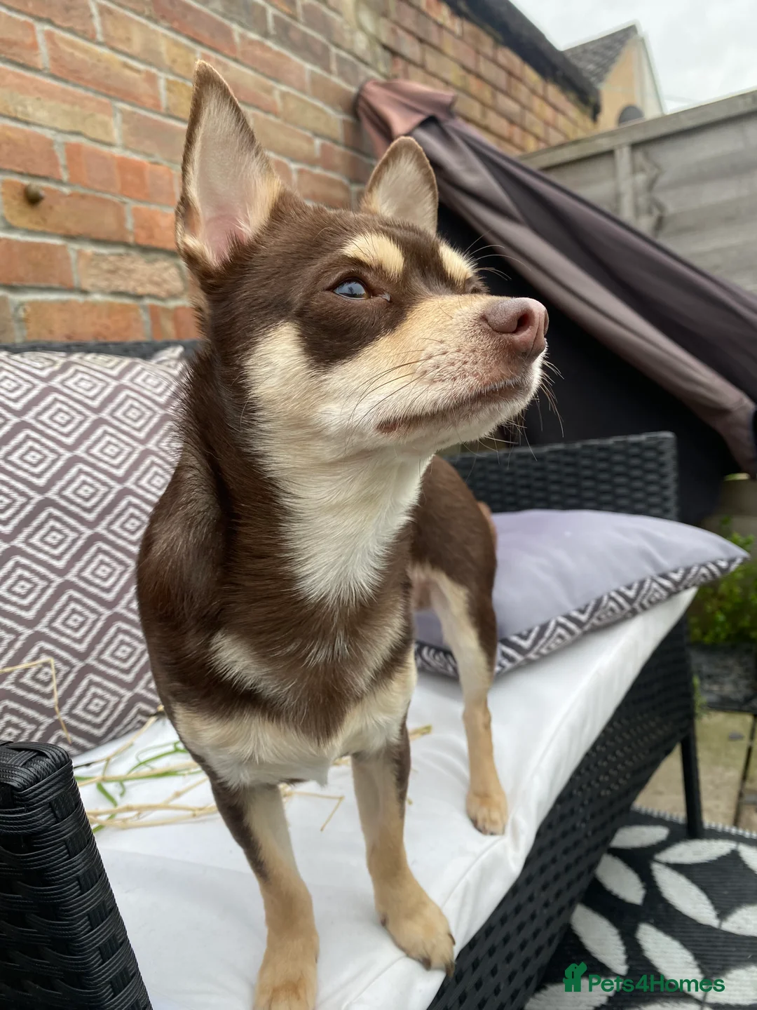 Chihuahua dogs for stud: Reggie the chocolate chi for stud in Ipswich - Advert 2