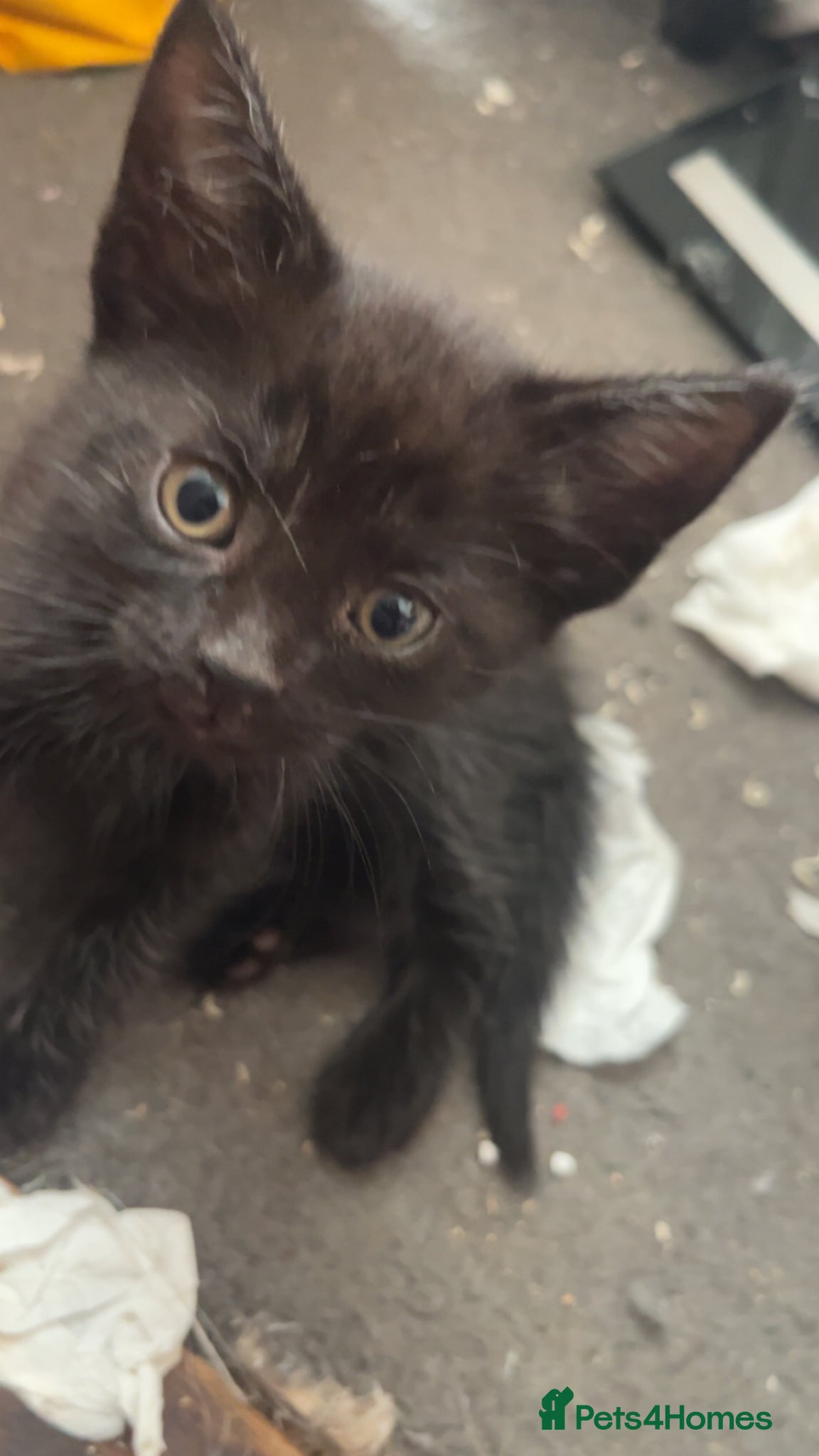 Mixed Breed cats 4 black kittens; ready now.  - Advert 2