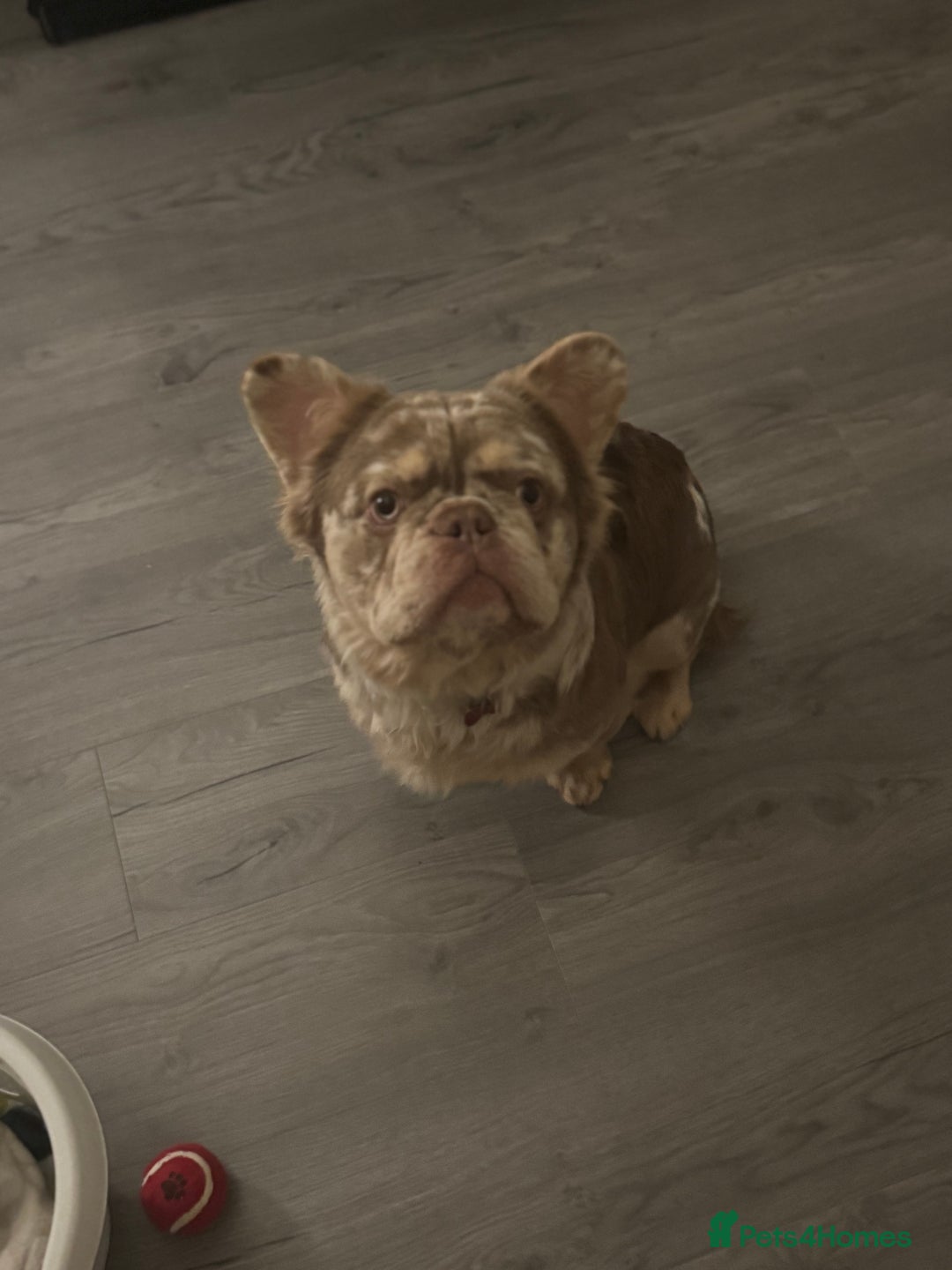 French Bulldog dogs for stud: 🇺🇸MR LAS VEGAS🇺🇸 - Advert 6