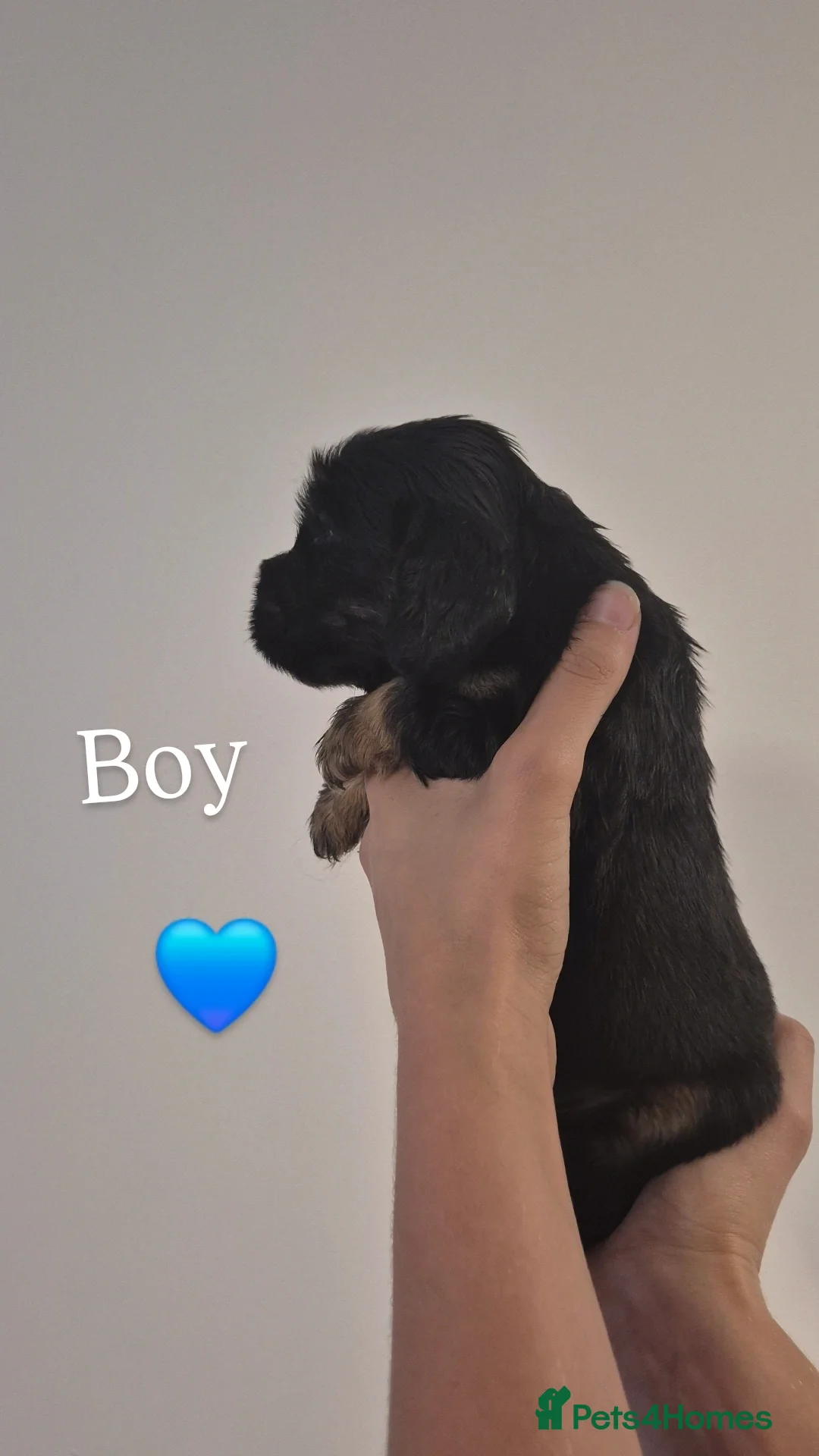 Cocker Spaniel dogs for sale: Kc show cocker spaniel puppies - Image 7