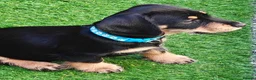 Mixed Breed dogs for sale: Daschund X Schnauzer puppies  - Advert 15