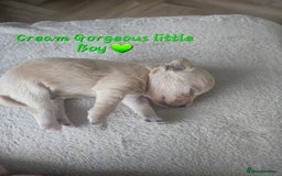 Schnoodle dogs for sale: 5 Adorable Schnoodle Puppies ❤️🩷💚💙🧡 - Image 32