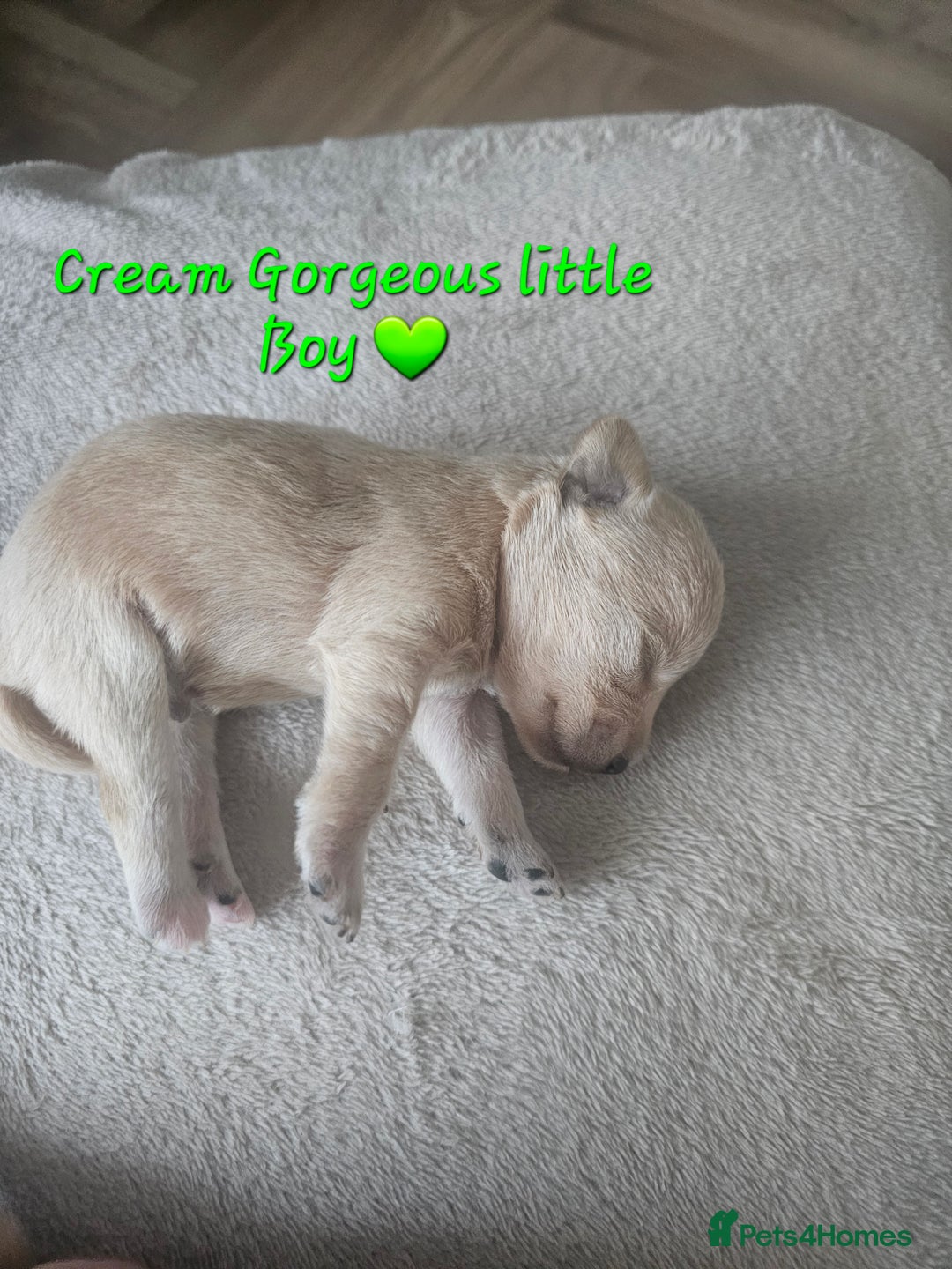Schnoodle dogs for sale: 5 Adorable Schnoodle Puppies ❤️🩷💚💙🧡 - Image 32