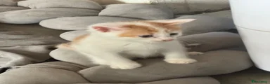 Domestic Shorthair 4