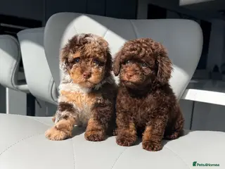 Toy Poodle dogs READY NOW Gorgeous Toy Poodle Girl - CHOC - Advert 1